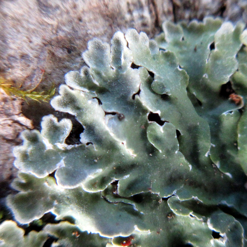 Spicy Mustard-rosette