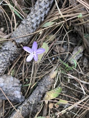 Pseuderanthemum praecox