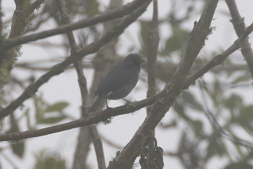 Bluish Flowerpiercer (Diglossa caerulescens), photo 10