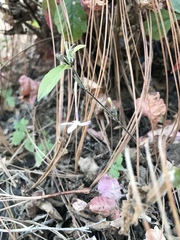 Pseuderanthemum praecox