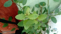 Porophyllum punctatum