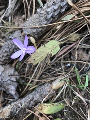 Pseuderanthemum praecox