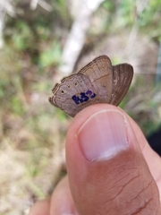 Nhambikuara cerradensis