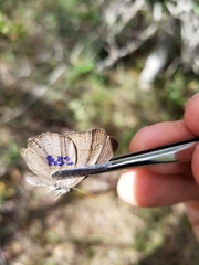 Nhambikuara cerradensis