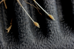 Amphicarpum muehlenbergianum