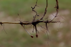 Amphicarpum muehlenbergianum