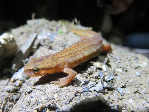 Lissotriton helveticus