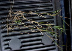 Amphicarpum muehlenbergianum