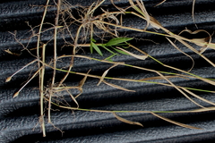 Amphicarpum muehlenbergianum