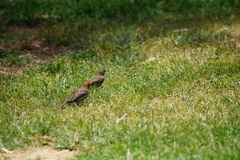 Haemorhous mexicanus