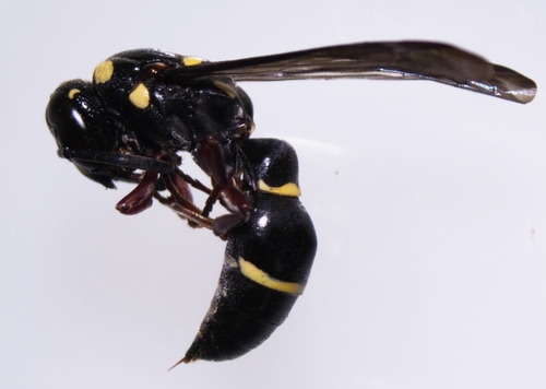 Parodynerus bicinctus