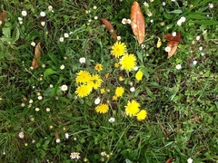 Taraxacum officinale