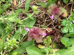 Lamium purpureum