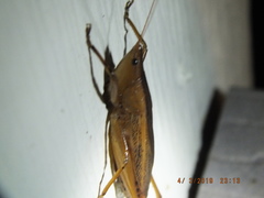 Bucrates malivolans