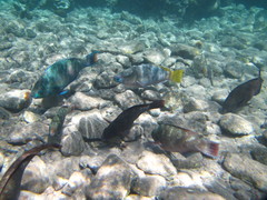 Scarus fuscopurpureus