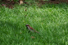 Passer domesticus