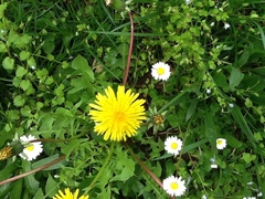 Taraxacum