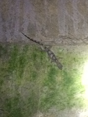 Cyrtodactylus jellesmae