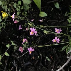 Nemesia caerulea
