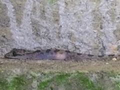 Cyrtodactylus jellesmae