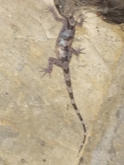 Cyrtodactylus jellesmae