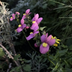Nemesia caerulea