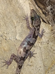 Cyrtodactylus jellesmae