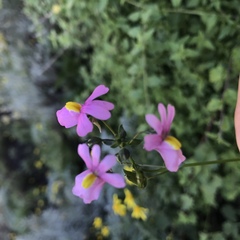 Nemesia caerulea
