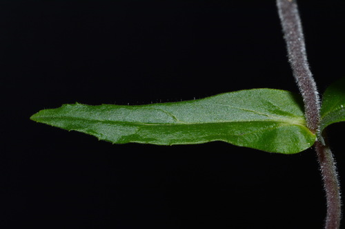 Image of Penstemon australis by (c) Brian Finzel, some rights reserved (CC BY-SA)