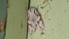 Egira crucialis