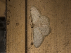 Idaea pilosata