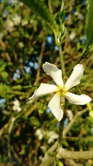 Tabernaemontana amygdalifolia