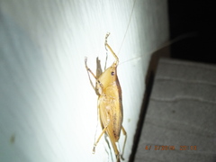 Bucrates malivolans