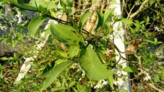 Tabernaemontana amygdalifolia