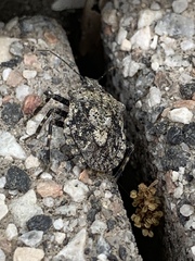 Brochymena affinis