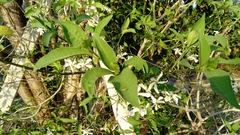 Tabernaemontana amygdalifolia