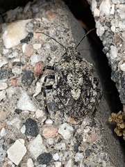 Brochymena affinis