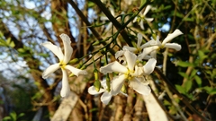 Tabernaemontana amygdalifolia