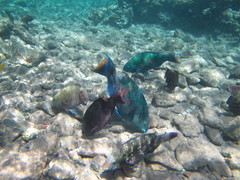 Scarus fuscopurpureus