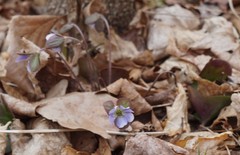 Hepatica americana