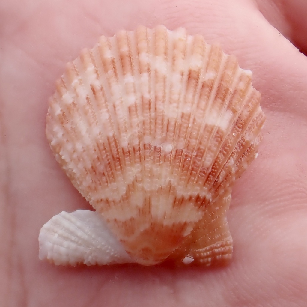 Thistle Scallop