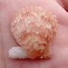 Thistle Scallop - Photo (c) Thomas Irvine, some rights reserved (CC BY), uploaded by Thomas Irvine