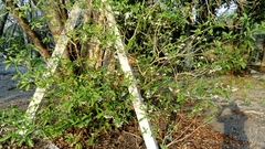 Tabernaemontana amygdalifolia