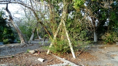 Tabernaemontana amygdalifolia
