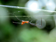 Argyrodes flavescens