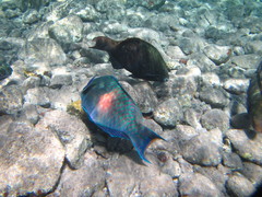 Scarus fuscopurpureus