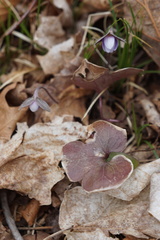 Hepatica americana