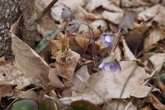 Hepatica americana