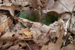 Hepatica americana