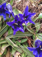 Gentiana clusii clusii